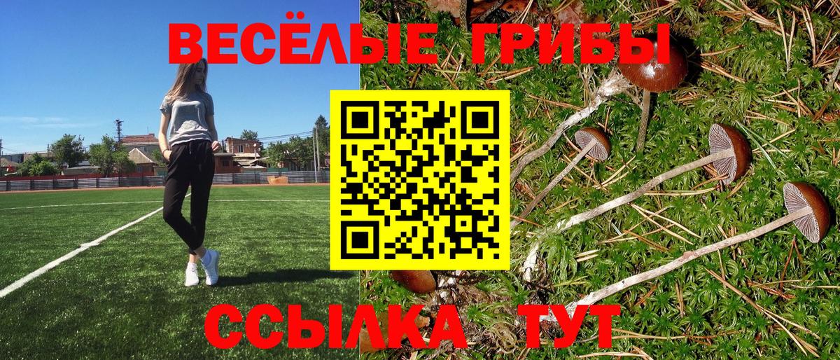 Галлюциногенные грибы Psilocybe  Вход с VPN  Моздок 